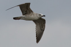 Larus