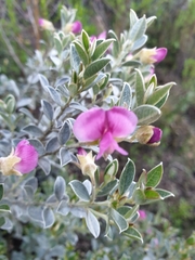 Podalyria sericea