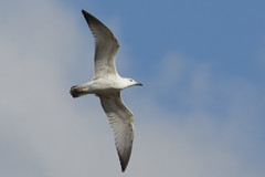 Larus cachinnans