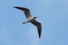 Chroicocephalus ridibundus