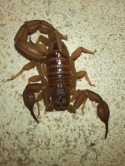 Thorellius intrepidus