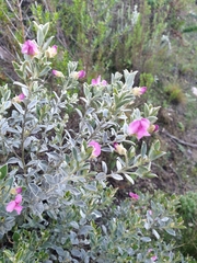 Podalyria sericea