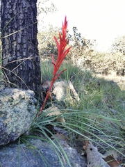Pitcairnia karwinskyana