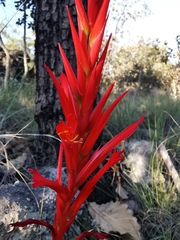 Pitcairnia karwinskyana