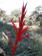 Pitcairnia karwinskyana