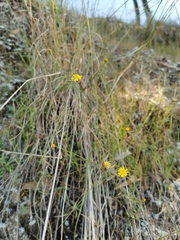 Oxypappus scaber