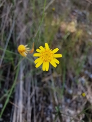 Oxypappus scaber
