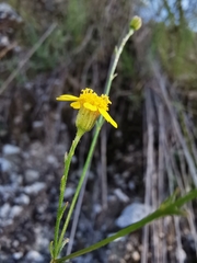 Oxypappus scaber