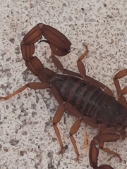 Thorellius intrepidus