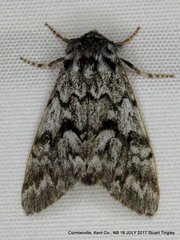 Panthea acronyctoides