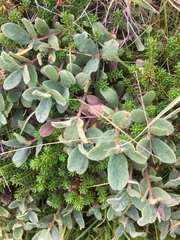 Lonicera villosa