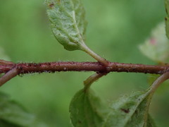 Veronica chamaedrys