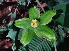 Gonolobus erianthus