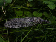 Dysmicohermes disjunctus