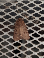 Protorthodes melanopis