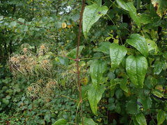 Clematis vitalba