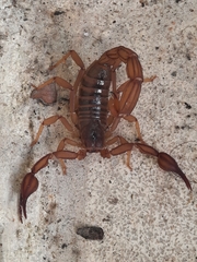 Thorellius intrepidus