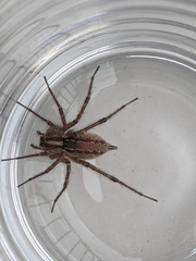 Agelenopsis