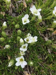 Pseudocherleria macrocarpa
