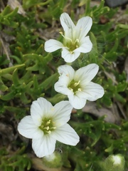 Pseudocherleria macrocarpa