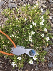 Pseudocherleria macrocarpa