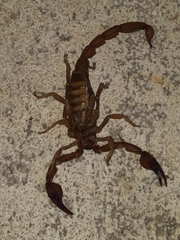 Thorellius intrepidus