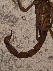 Thorellius intrepidus