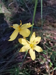 Sisyrinchieae