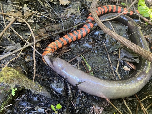 Western Mudsnake photographed in Tennessee