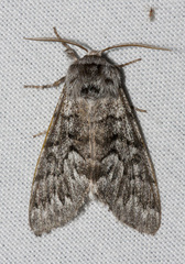 Panthea virginarius