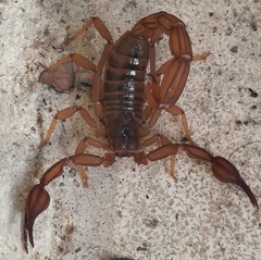 Thorellius intrepidus