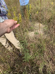 Solidago speciosa rigidiuscula