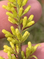 Solidago speciosa rigidiuscula