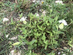 Behenantha