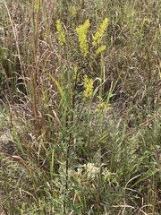 Solidago speciosa rigidiuscula