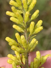 Solidago speciosa rigidiuscula