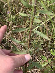 Solidago speciosa rigidiuscula