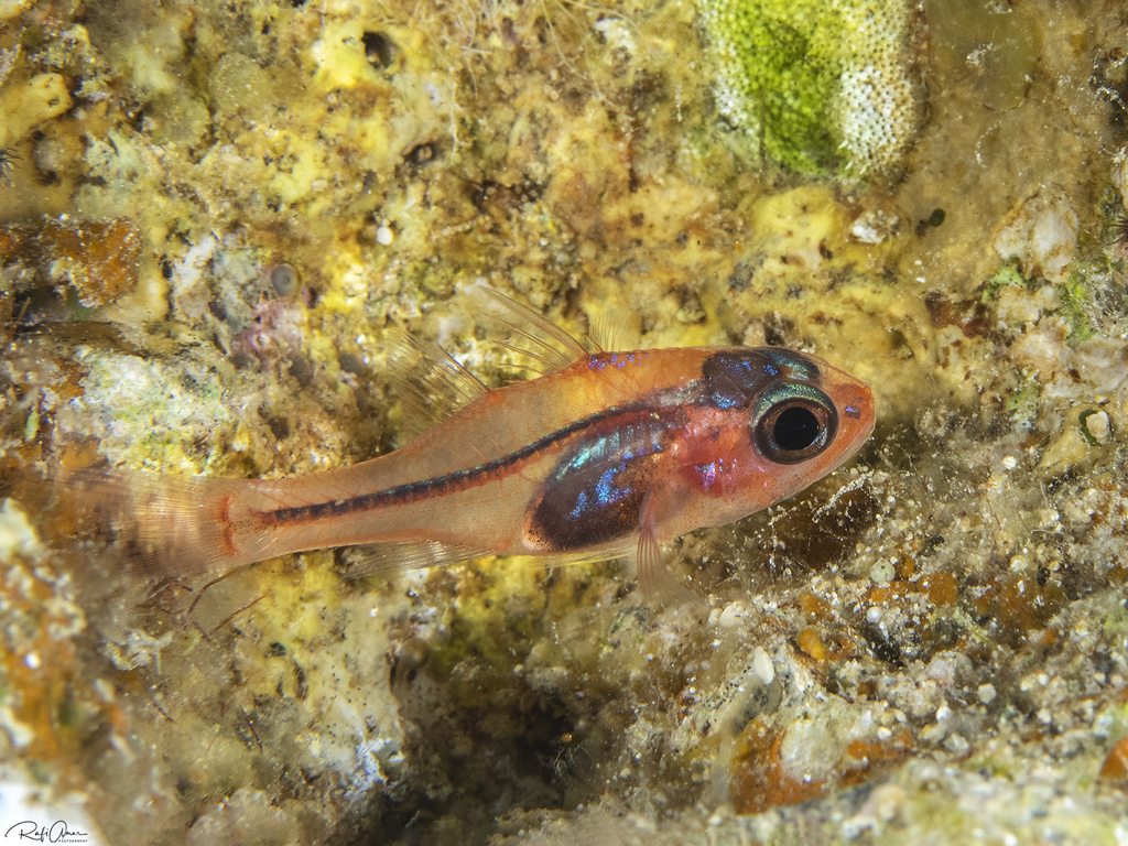 Diaphanous Cardinalfish