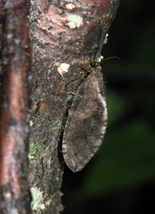 Osmylus decoratus
