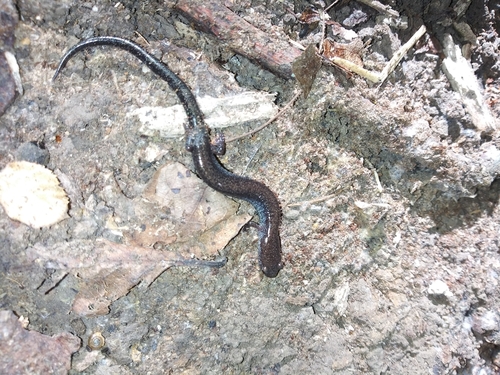 Northern Ravine Salamander, Plethodon electromorphus
