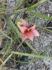 Romulea obscura subtestacea