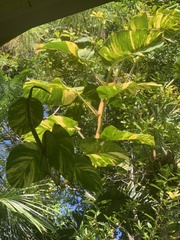 Epipremnum