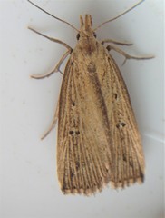 Macrochilo orciferalis