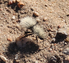 Dasymutilla coccineohirta