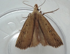 Macrochilo orciferalis