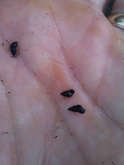 Potamopyrgus antipodarum