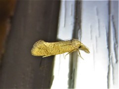 Acrolophus plumifrontella