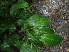 Prunus laurocerasus