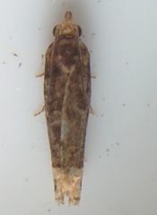 Eucosma ochroterminana
