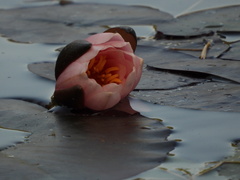 Nymphaea × marliacea